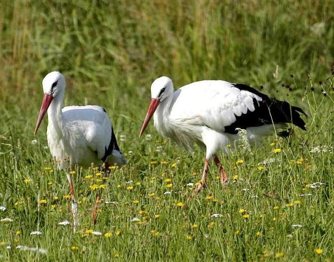 Por la Ruta de las Cigüeñas, desde Madrid hasta Tarifa | Rural Natura