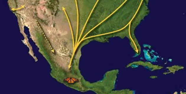 Ruta de migración de la Mariposa Monarca | México Desconocido