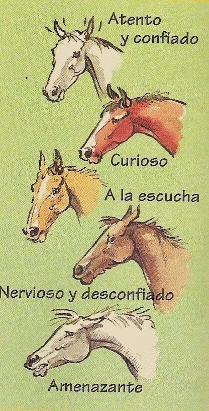 rutas-cabalar-moscoso: COMPORTAMIENTO DEL CABALLO