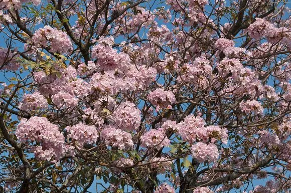 Rutas: así es Guatemala | Flora y Fauna | dvd100503018