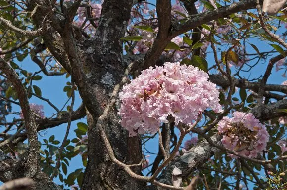 Rutas: así es Guatemala | Flora y Fauna | dvd100503019