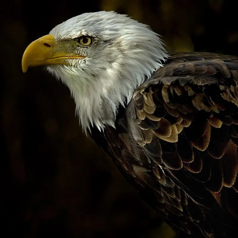 S I R I U S: ANIMALES DE PODER... EL AGUILA