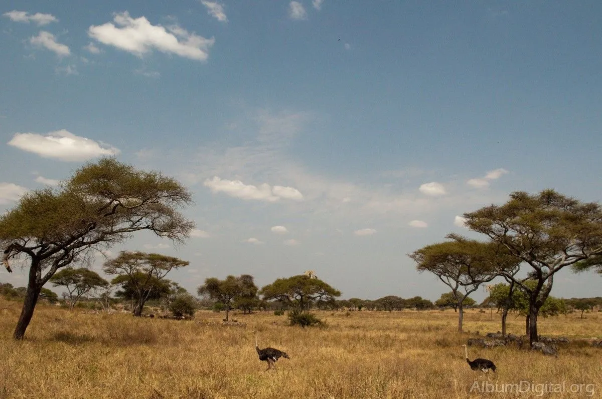 Sabana africana