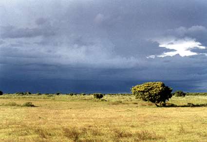 Sabana Templada