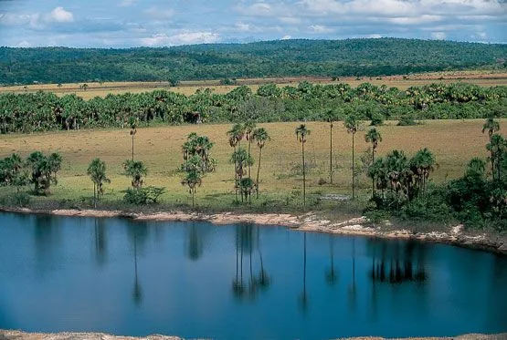 SABANA DE LA ZONA INTERTROPICAL | NATURE N ENVIRONMENT!!