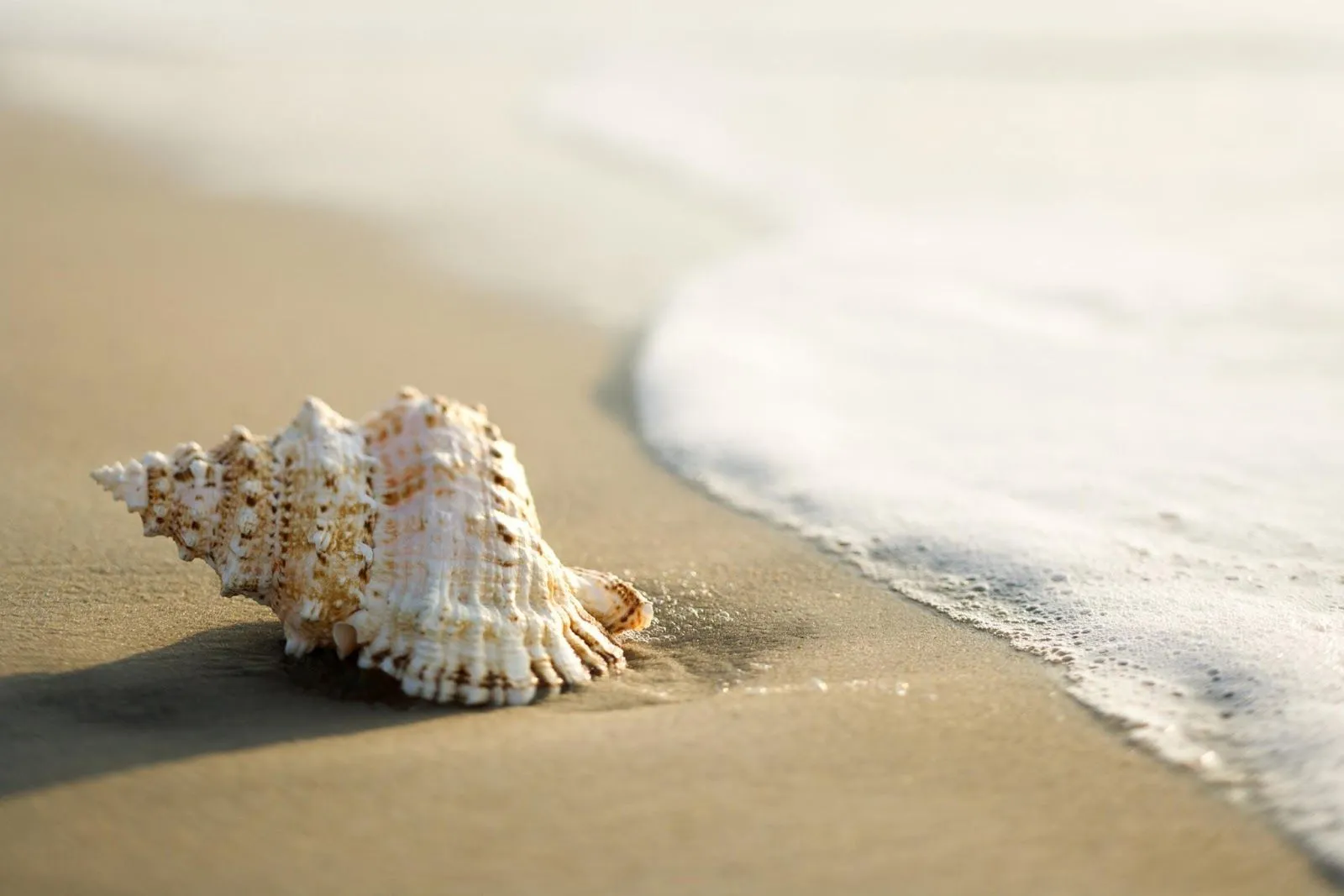 Mucho más por saber: ¿Oímos el agua de mar en las caracolas?