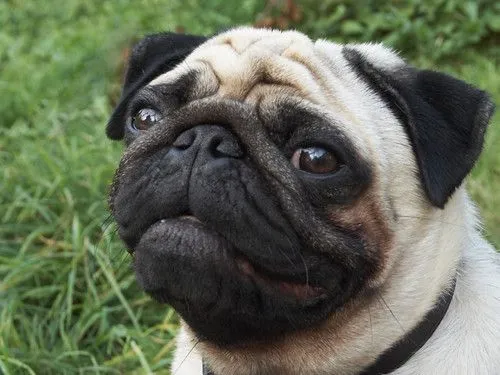 Sabés cuales son los perros Pug o Carlinos? - Taringa!