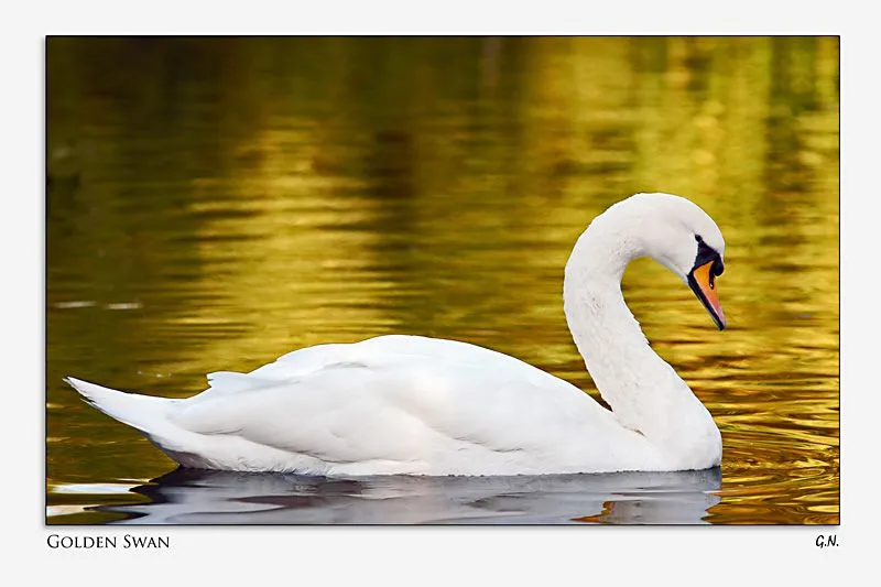 SABIAS QUE LOS CISNES ~ Los Mejores Amigos en el Mundo