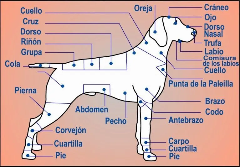 Sabías que?: Los antepasados de los perros estaban asociados con ...