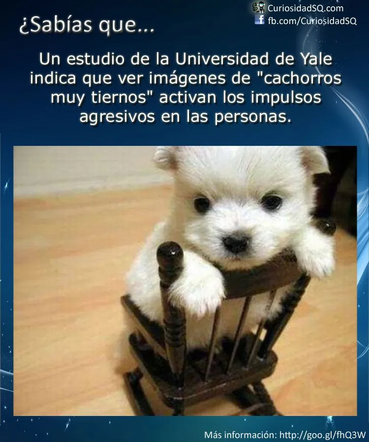 Sabías que?: Ver imágenes de "cachorros muy tiernos" activan los ...