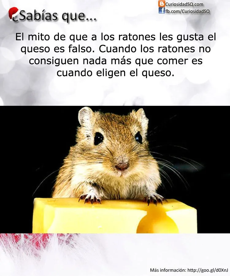 Sabías que?: El mito de que los ratones les gusta el queso es mentira