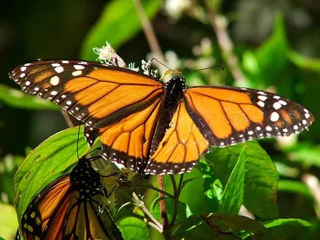 Sabías qué…las Mariposas Monarca se medican con las plantas ...