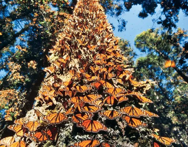 Sabías qué…las Mariposas Monarca se medican con las plantas ...