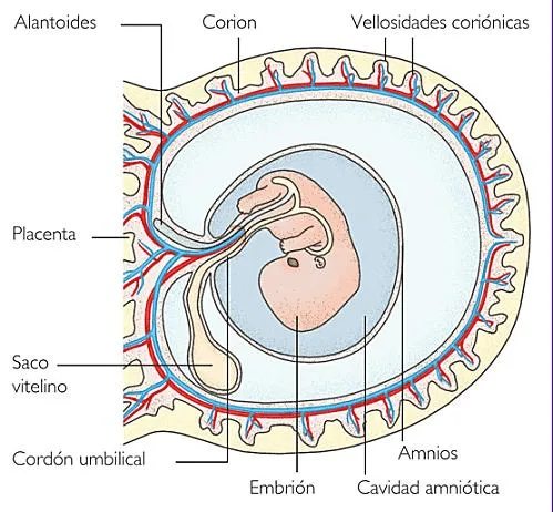 Saco vitelino - Embarazo 10