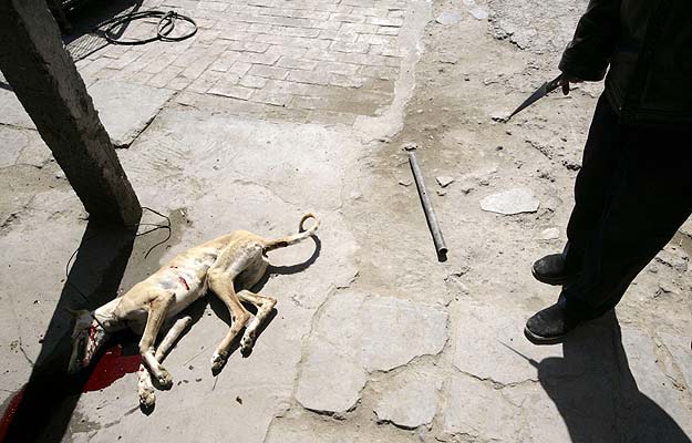 Sacrificio de perros en un matadero chino - 20minutos.