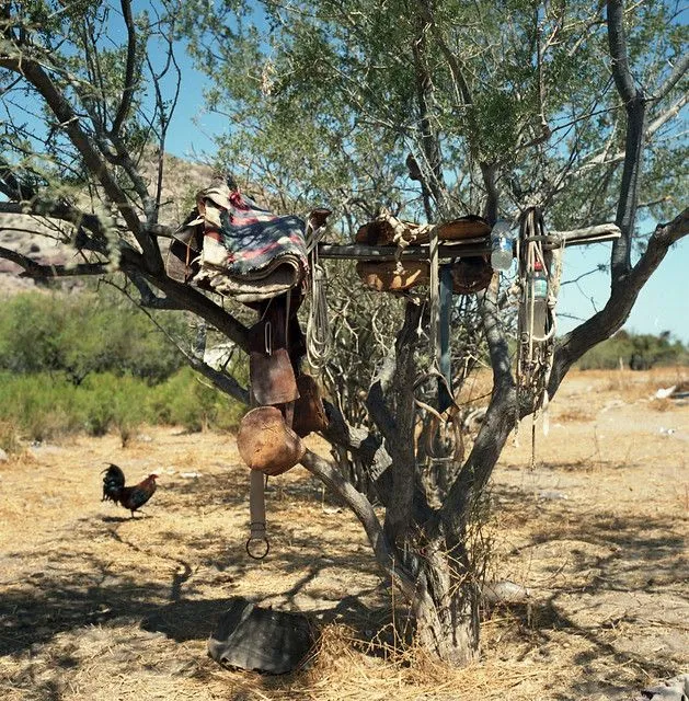 Saddle Tree, Near Agua Verde, Mexico | Flickr - Photo Sharing!