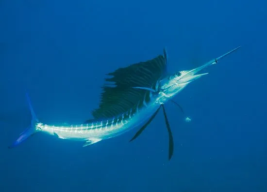 sailfish_eating_a_sardine.jpg