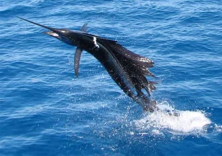 sailfish_large.jpg