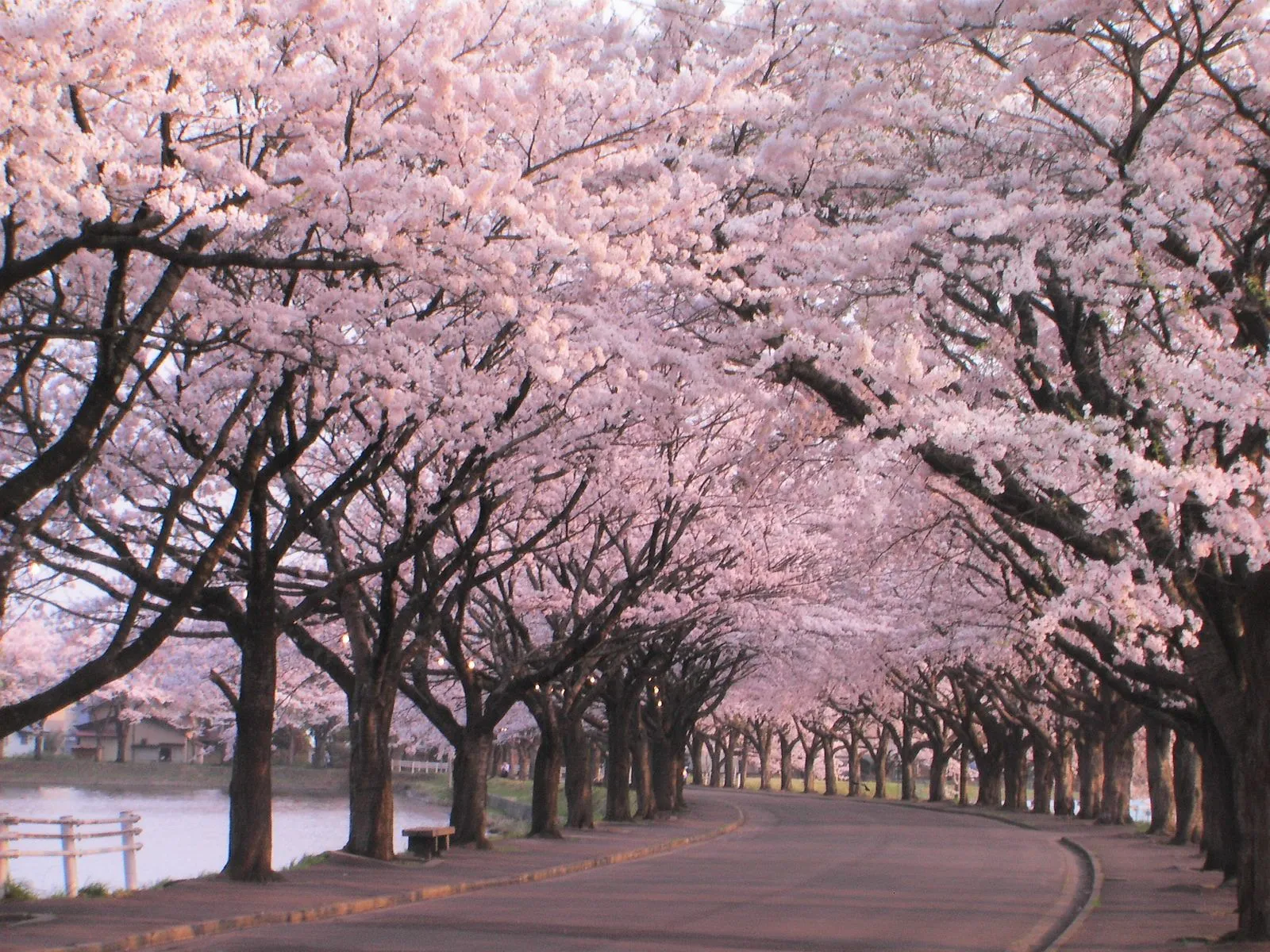 sakura : algo mas que un arbol de cerezo - Taringa!