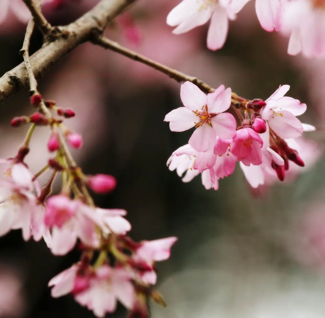 Sakura en flor.