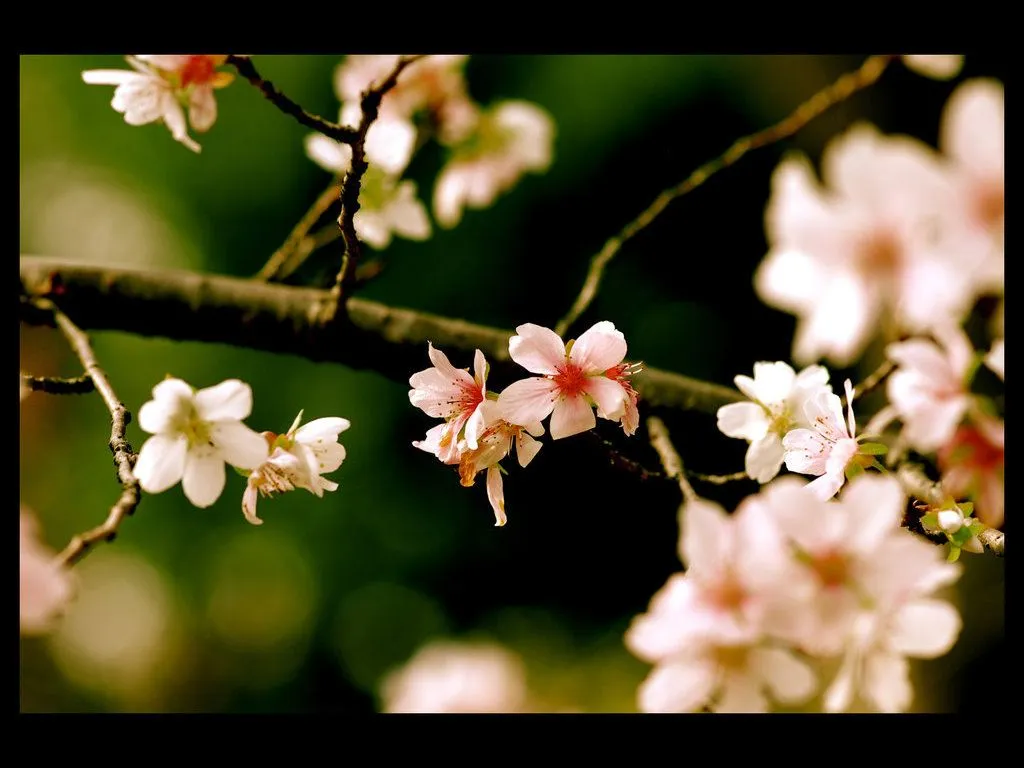 Sakura - Flor de cereja