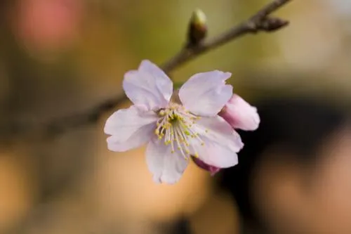 Sakura - Flor de cerejeira