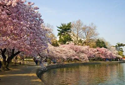 Sakura = flor de cerejeira = cherry blossom = 