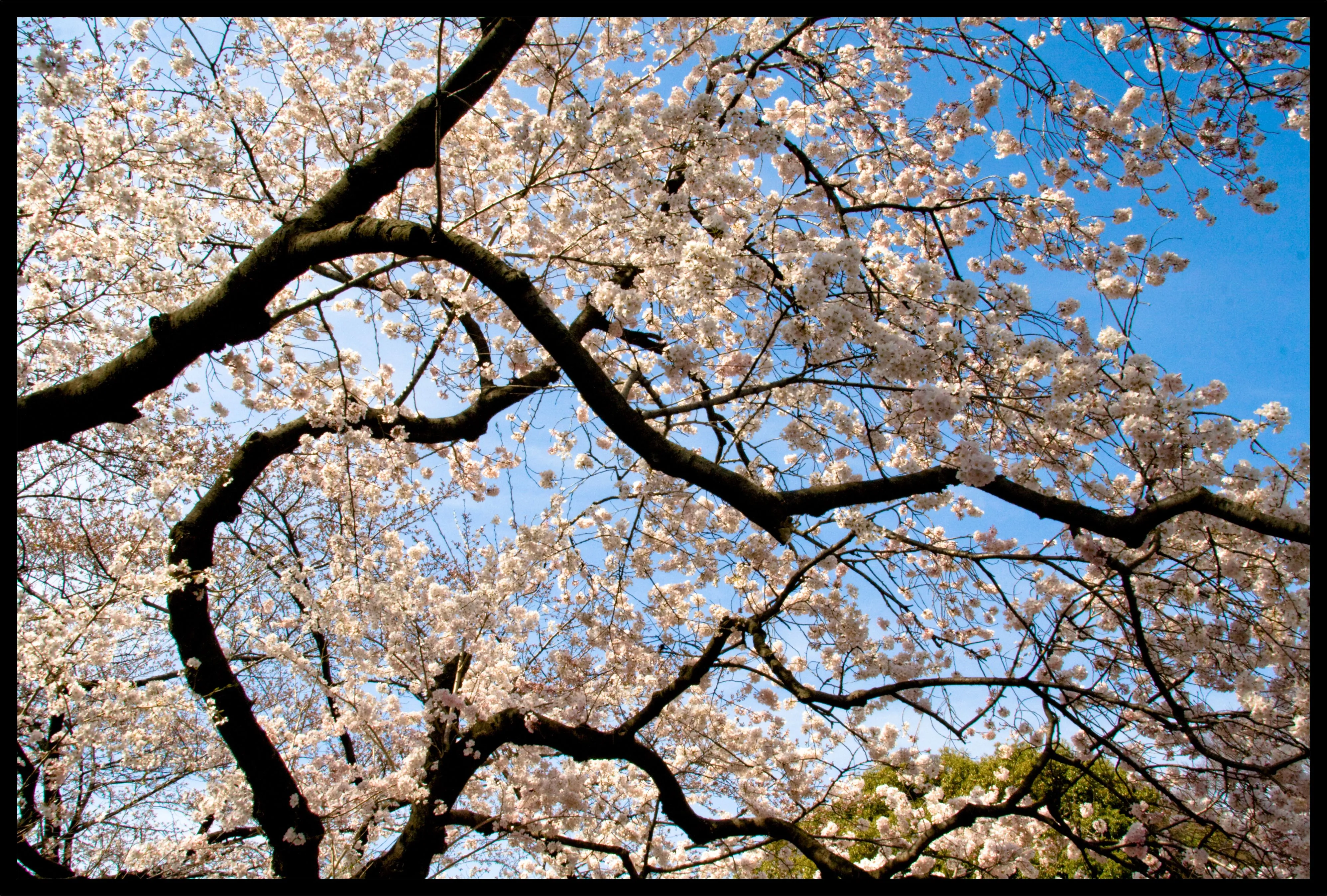 Sakura - Flor del cerezo | Flickr - Photo Sharing!