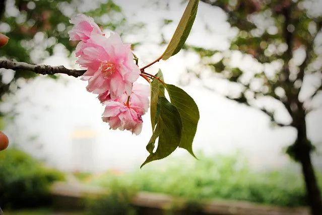 Sakura o flor de cerezo | Flickr - Photo Sharing!