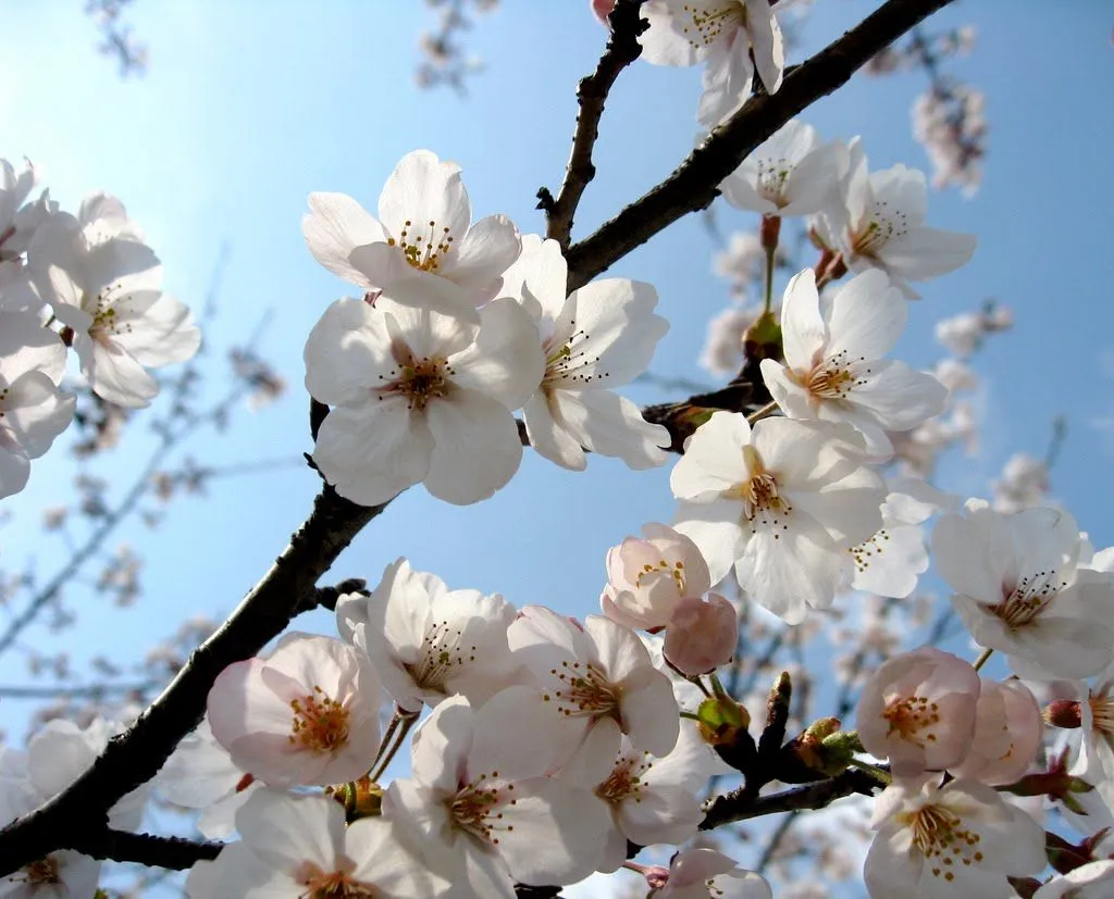 Sakura flor - Imagui