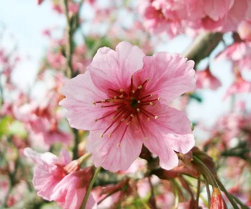 Sakura - a photo on Flickriver