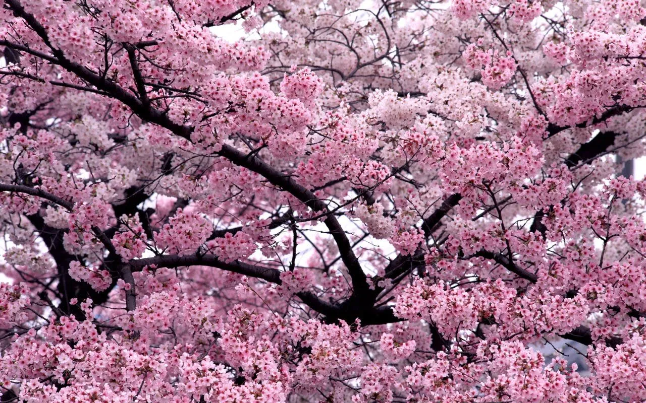 Sakura Sakura, el árbol del cerezo japones