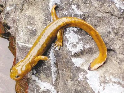 Salamandra gigante,animal en mayor peligro y más exótico_Spanish.