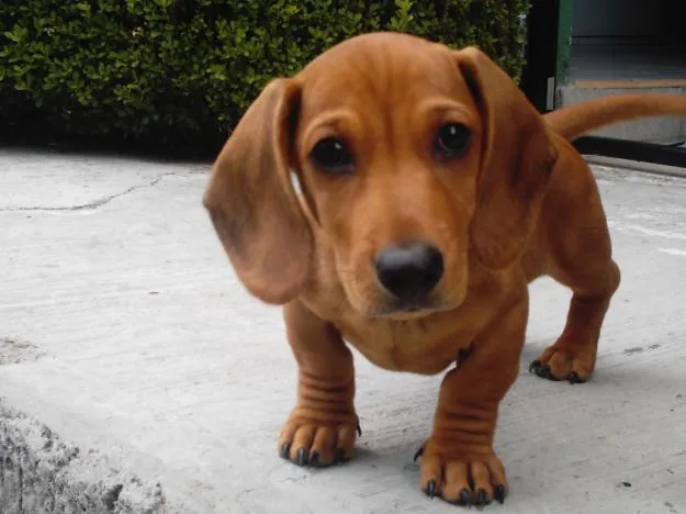 Perros salchichas cachorros - Imagui