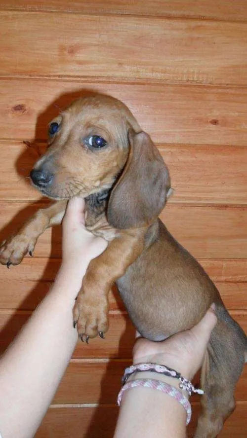 salchichas mini dachshund machitos arlequines ,negro ,marrones 600 ...