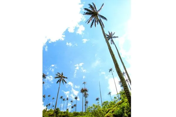 Salento celebra hoy día nacional de la Palma de Cera La Crónica ...