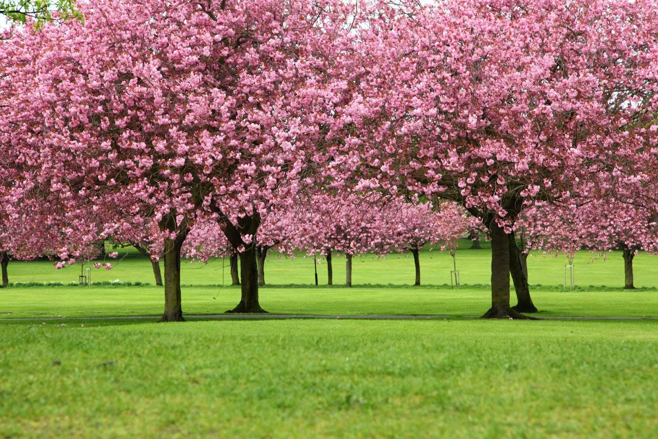 salia un samurai de su casa se sembraba un arbol de cerezo en su honor ...