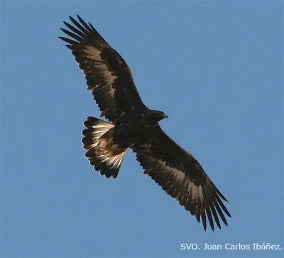 Águila Real