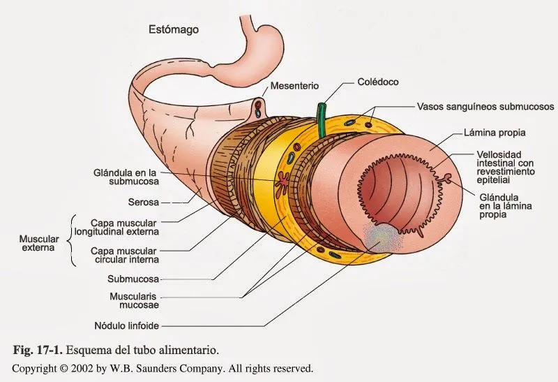 Salome Landivar Ramallo - Patologia B