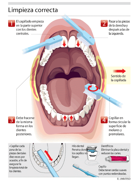 Salud: ¿Limpia sus dientes de manera correcta? ~ EcuaLink