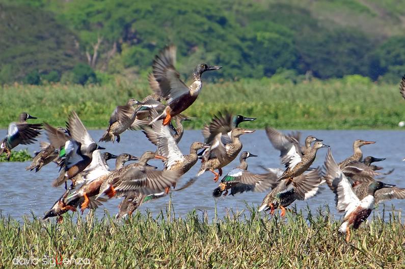 EL SALVADOR DE AYER Y HOY: PATOS, volando en desbandada; todavía ...