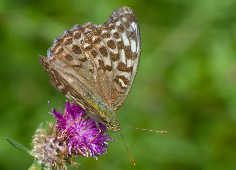 Hacia un lugar salvaje: Lepidópteros diurnos