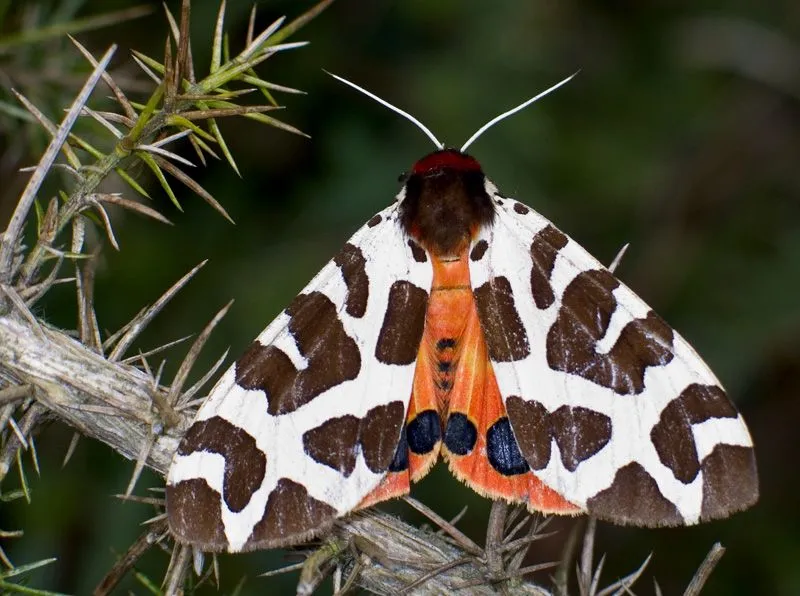 Hacia un lugar salvaje: Lepidópteros nocturnos