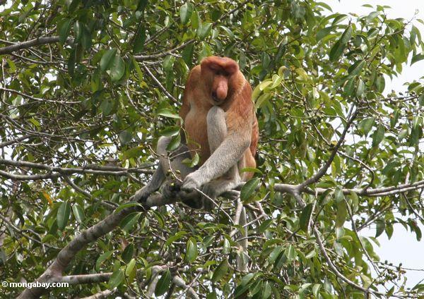 Salvando a los Orangutanes de Borneo