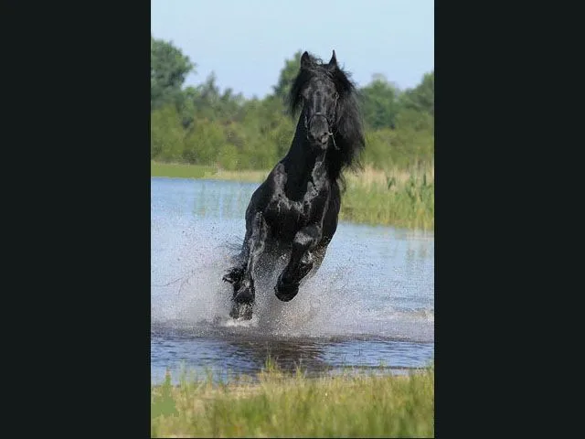 Protectores de pantalla de caballos con movimiento gratis - Imagui