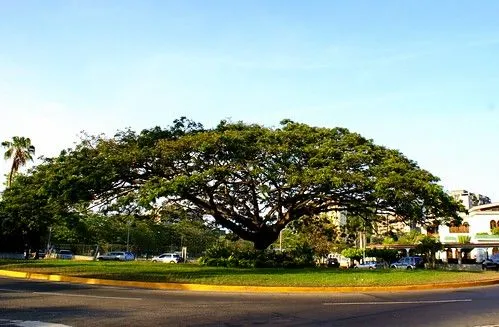 Saman arbol - Imagui