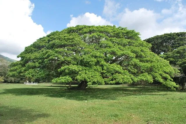 Samán: Big Tree - Arbol Grande | Flickr - Photo Sharing!