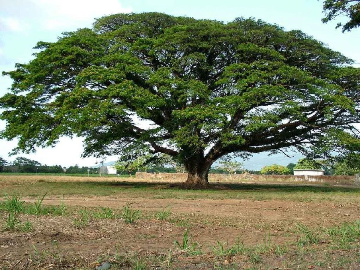 Samanea saman: Descubre un gran árbol con un gran follaje | Árboles de  sombra, Plantación de árboles, Arboles