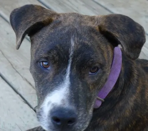 Sammy - Labrador Retriever | Humane Society of Dallas County