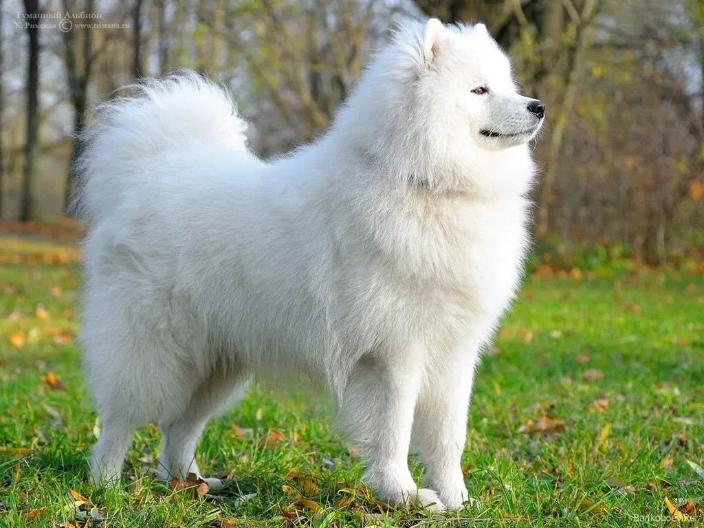 Samoyedo - Razas perros | Mascotas.